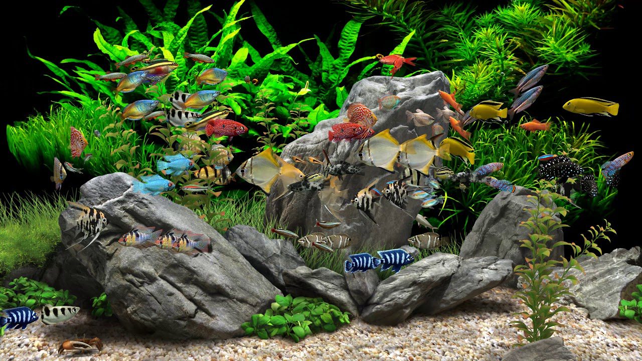 Dream Aquarium Free Download 